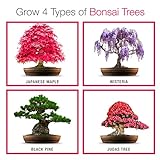 Züchte dein eigenes Bonsai - Züchte einfach 4 Arten von Bonsai-Bäumen mit unserem kompletten, anfängerfreundlichen Starter-Samen-Set - Einzigartige Geschenkidee - 2