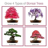 Züchte dein eigenes Bonsai - Züchte einfach 4 Arten von Bonsai-Bäumen mit unserem kompletten, anfängerfreundlichen Starter-Samen-Set - Einzigartige Geschenkidee - 2