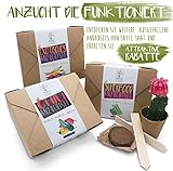 Satte Saat Bonsai Anzuchtset - Züchte Vier Bonsaibäume mit ökologisch abbaubaren Pflanztöpfen Sowie Kokos-Tabletten, inkl. Anleitung, Holz-Sticks und Samen - Ideales Geschenk für Frauen und Männer - 6