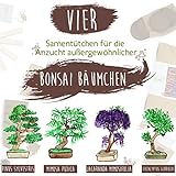 Satte Saat Bonsai Anzuchtset - Züchte Vier Bonsaibäume mit ökologisch abbaubaren Pflanztöpfen Sowie Kokos-Tabletten, inkl. Anleitung, Holz-Sticks und Samen - Ideales Geschenk für Frauen und Männer - 7