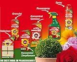 Celaflor Schädlingsfrei Careo Konzentrat, vollsystemisches Mittel mit schneller Wirkung gegen Schädlinge an Pflanzen, 100 ml - 3